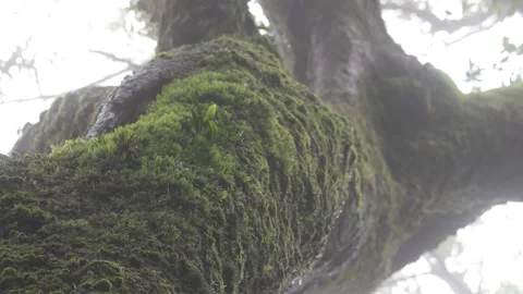 Antarctic Beech Trees Springbrook National Park 2000 years old epiphyte grow Stock Footage 154786430