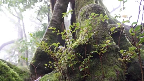 Antarctic Beech Trees Springbrook National Park 2000 years old coppice growt Stock Footage 154786433