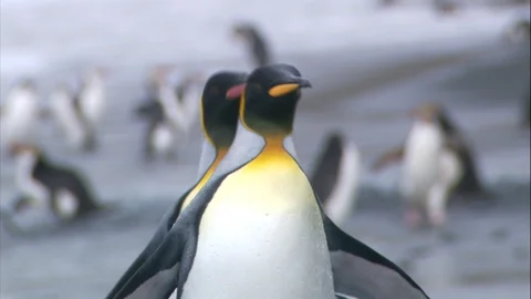 Antarctic Emperor Penguins on the beach Video stock 88160159