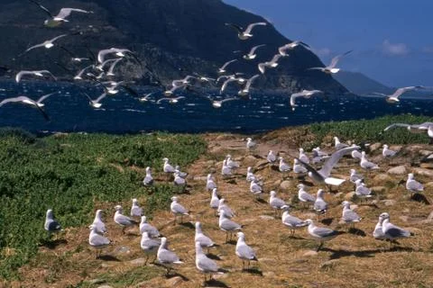 Antarctic Fulmar Stock Photos