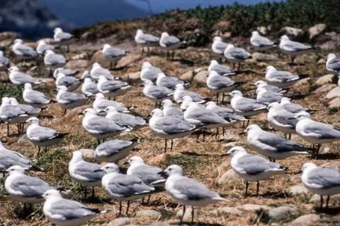 Antarctic Fulmar Stock Photos