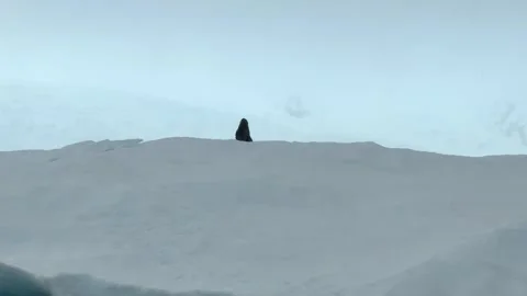 Antarctic Fur Seal Posing on Floating Ice in Antarctic Rain Stock Footage 339223125