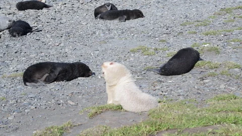 Antarctic fur seal pup close up on the beach Stock Footage 242575208