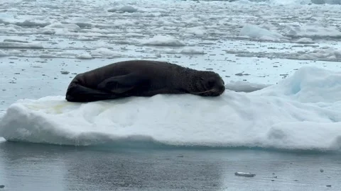Antarctic Fur Seal Resting on Floating Ice During Rain in Antarctica Stock Footage 339222967