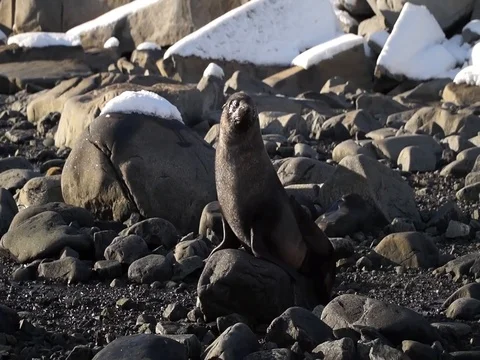 Antarctic fur seal scratching itself on Wienke Island in Antartica. Vidéo 100192807