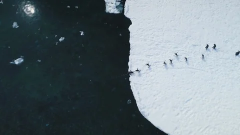 Antarctic gentoo penguin jump ocean top view Stock Footage