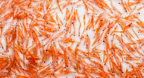 Antarctic Krill Stock Photos