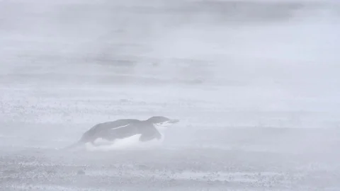 Antarctic penguins Video stock 91341920