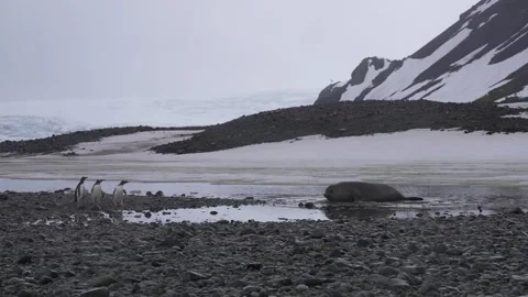 Antarctic Seal Crawling and Moving Scaring Penguins, Funny Scene From Vidéo 344986778