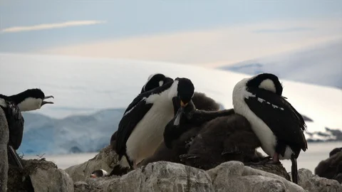 Antarctic Shag close up Video stock 88113260