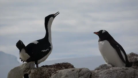 Antarctic Shag close up Stock Footage 88114238
