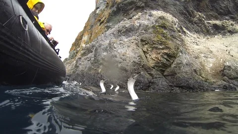 Antarctic Shag close up Stock Footage 113049021