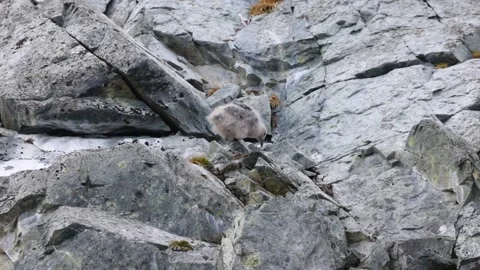 Antarctic Skua Chick Exploring Rocky Nesting Site in Antarctica Wildlife Scene Stock Footage 345138848