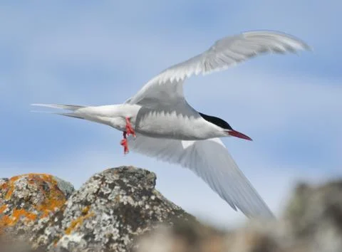 Antarctic tern flies. Stock-Fotos