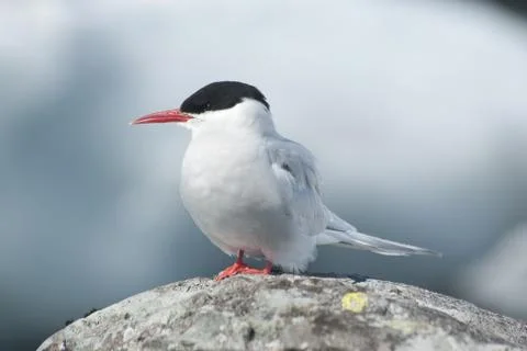 Antarctic tern. Stock Photos