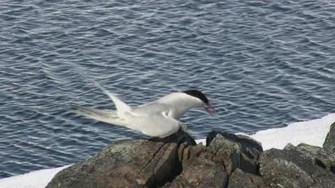 Antarctic tern that sits on a rock by the ocean Video stock 99507776