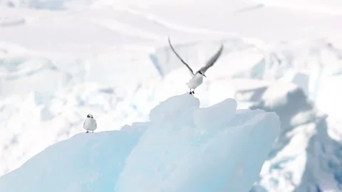 Antarctic Terns on Glacier Ice in Bright Polar Landscape – Wildlife in Frozen 库存影片 345165374