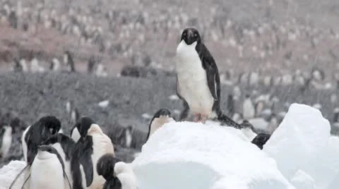 Antarctica, Adélie Penguin Colony 2 Stock Footage