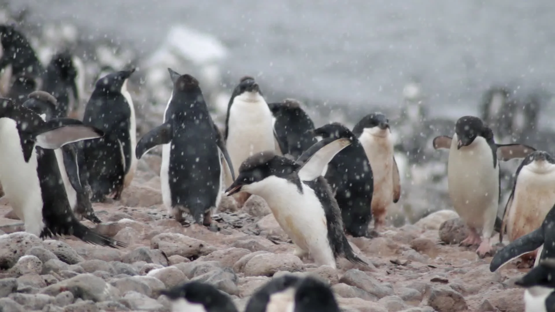 baby adelie penguins