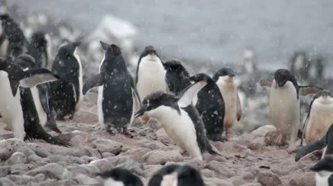 Antarctica, Adélie Penguin Colony, Baby Feeding MS Stock Footage