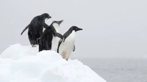 Antarctica, Adélie Penguins MS Stock Footage