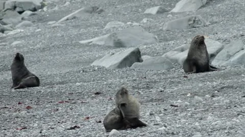 Antarctica, Antarctic Fur Seals LS Stock Footage