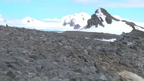 Antarctica Chinstrap Penguin Video stock 73401957