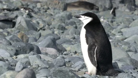 Antarctica Chinstrap Penguin Stock Footage 73402978
