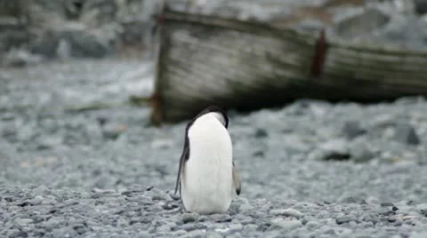 Antarctica, Chinstrap Penguin Preening Stock Footage 12212623