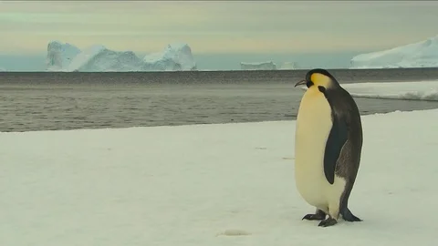 Antarctica - Emperor Penguins Stock Footage 70395042