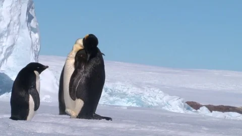 Antarctica - Emperor Penguins Stock Footage 70395613