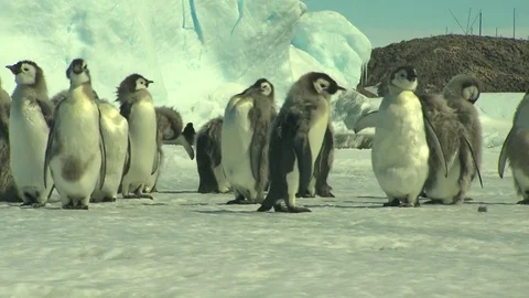 Antarctica - Emperor Penguins Stock Footage 70396143