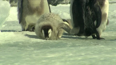 Antarctica - Emperor Penguins Stock Footage 70396207