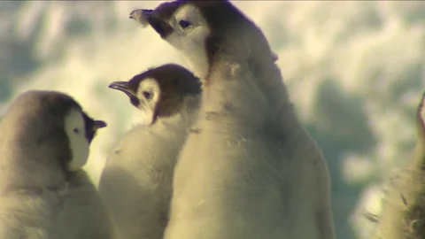 Antarctica - Emperor Penguins Stock Footage 70396506