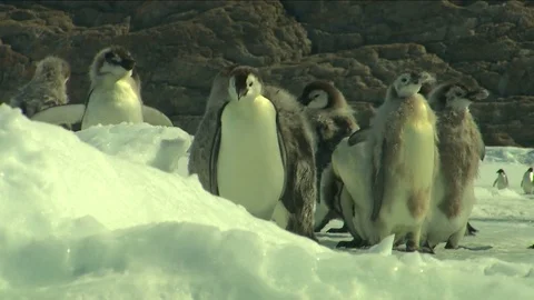 Antarctica - Emperor Penguins Stock Footage 70396632