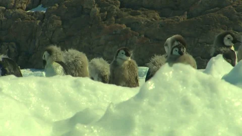Antarctica - Emperor Penguins Stock Footage 70397254
