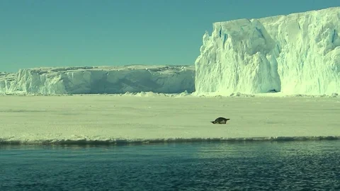 Antarctica - Emperor Penguins Stock Footage 70397487