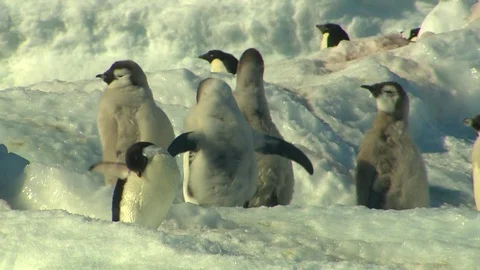 Antarctica - Emperor Penguins Stock Footage 70398498