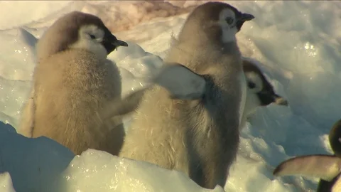 Antarctica - Emperor Penguins Stock Footage 70398816