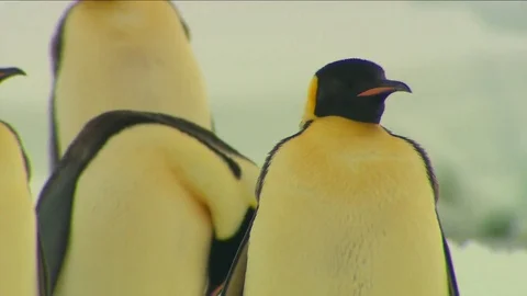 Antarctica - Emperor Penguins Stock Footage 70399201