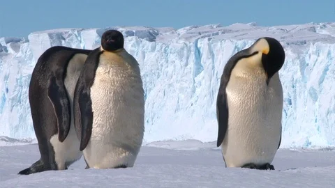 Antarctica - Emperor Penguins Stock Footage 70401441
