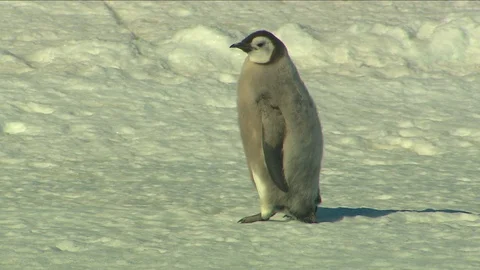 Antarctica - Emperor Penguins 스톡 동영상 70403096
