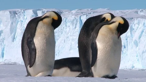 Antarctica - Emperor Penguins Stock Footage 70403859