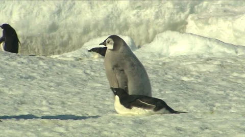 Antarctica - Emperor Penguins Stock Footage 70404051