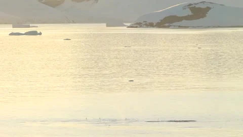 Antarctica Humpback Whale Eats at Surface of Ocean Water. Warm Sunset Light.. Stock Footage 342654951