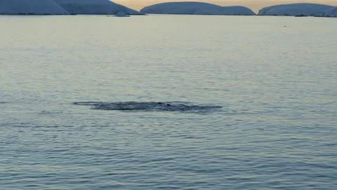 Antarctica Humpback Whales Feeding at Surface. Fins Attack. Landscape Soft .. Stock Footage 342657331