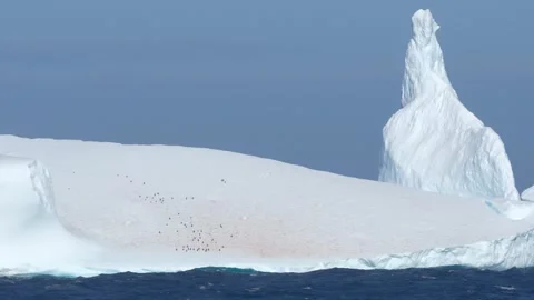 Antarctica Iceberg Large Group of Penguins Close Up Passing By Sailing Stock Footage 277914429