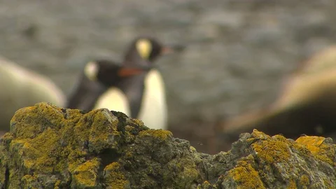 Antarctica King Penguins Stock Footage 70392505