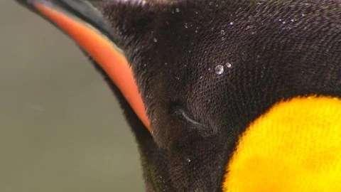 Antarctica King Penguins Stock Footage 70393343