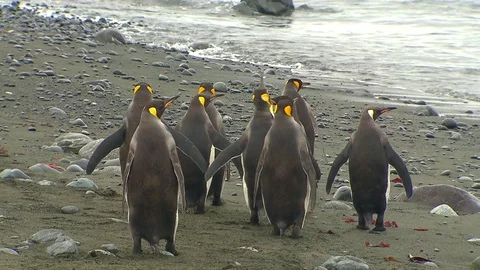 Antarctica King Penguins Stock Footage 70395191